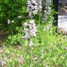 False Indigo